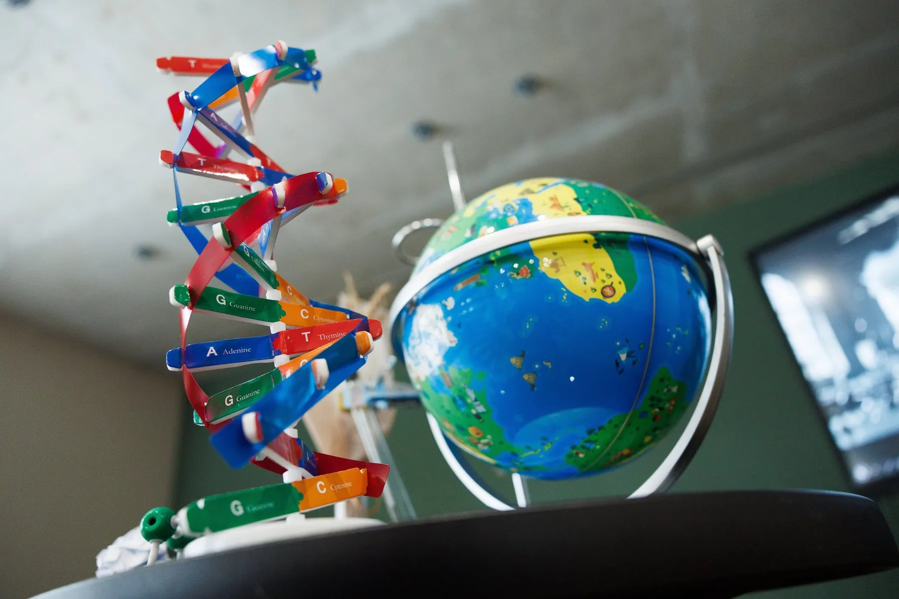 Модель ДНК і глобус у шкільному класі Advance Green School